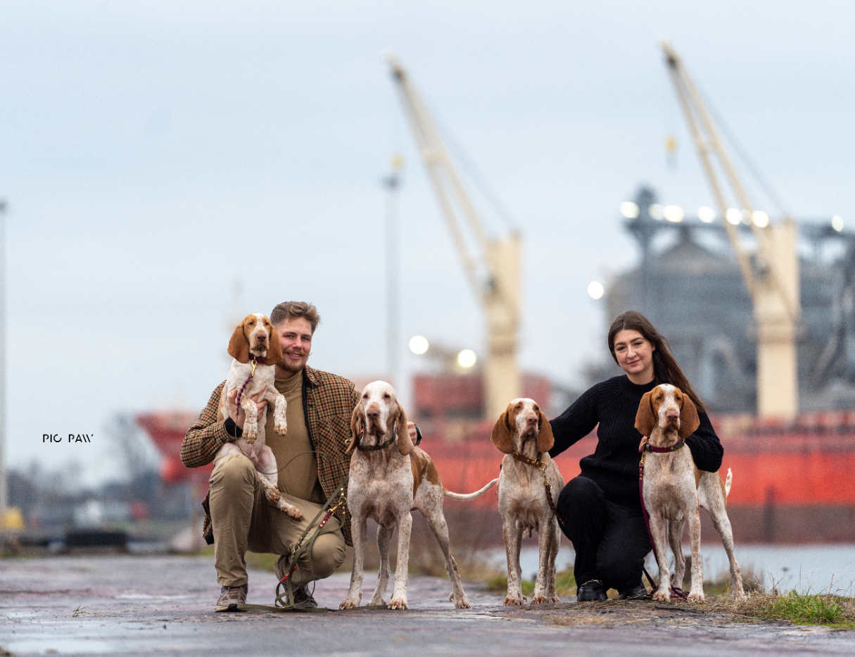Chosen by Hunters — Bracco Italiano w terenie