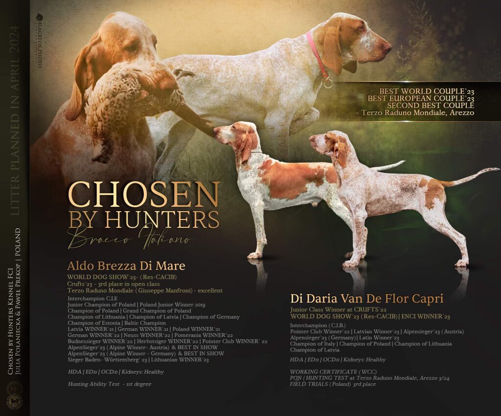 Pedigree and achievements graphic for Aldo Brezza Di Mare and Di Daria Van De Flor Capri, parents of the Noble litter